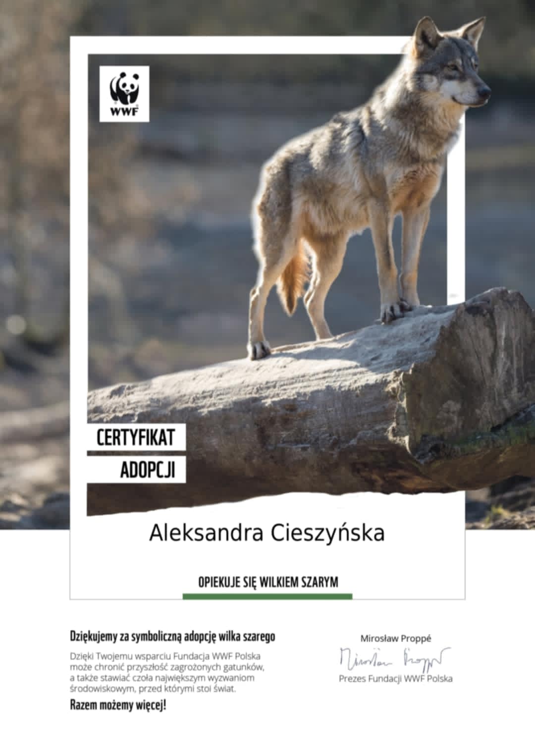 Read more about the article La Loba dla Natury – Symboliczna Opieka nad Wilkiem Szarym!